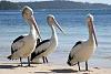 Click image for larger version. 

Name:	210406154002pelicans_2.jpg 
Views:	333 
Size:	22.2 KB 
ID:	4365