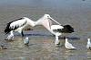 Click image for larger version. 

Name:	pelican-funny-1.jpg 
Views:	347 
Size:	15.8 KB 
ID:	4370